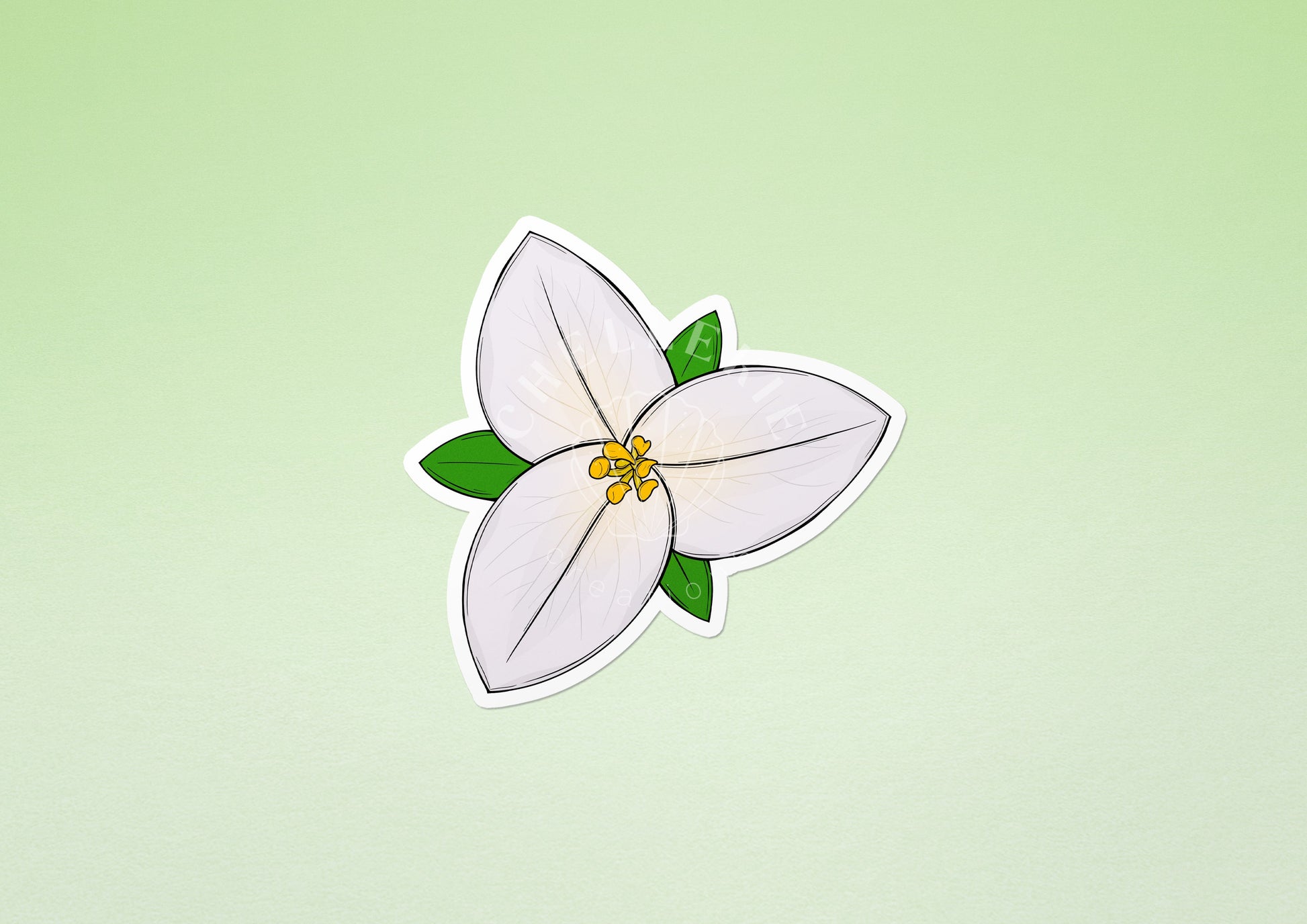 Western Trillium (Trillium ovatum) Vinyl Sticker - Chellekie Creations