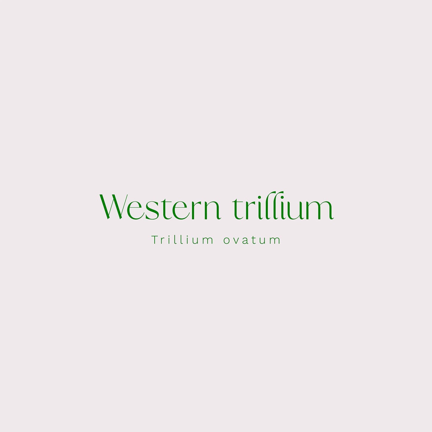 Western Trillium (Trillium ovatum) Vinyl Sticker - Chellekie Creations